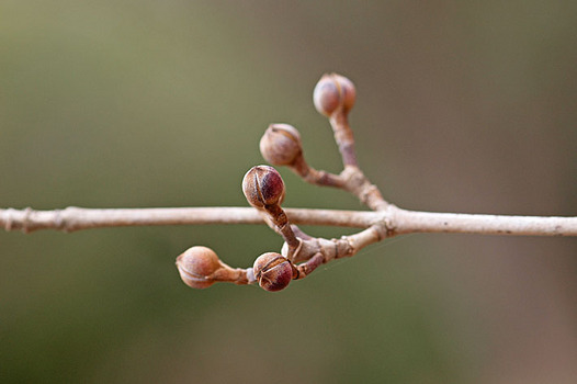 zaki-20140115-sanshyuyu-tsubomi.jpg