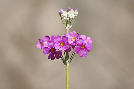 zaki-20140116-purimula-malacoides.jpg