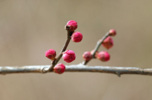 zaki-20140118-ume-tsubomi.jpg