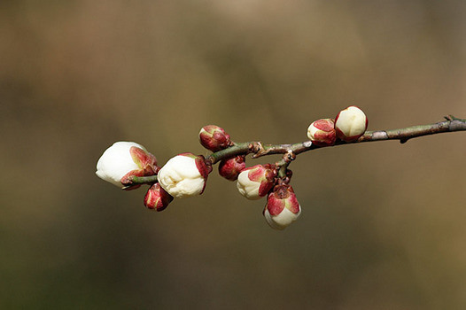 zaki-20140121-ume-tsubomi.jpg