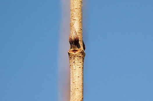 zaki-20140122-oodemari-yokon.jpg