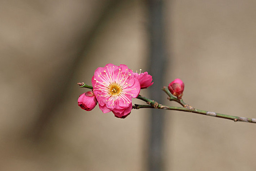 zaki-20140125-kobai.jpg