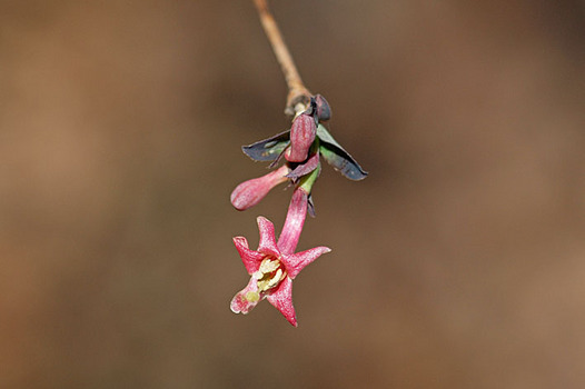 zaki-20140127-uguisukagura.jpg