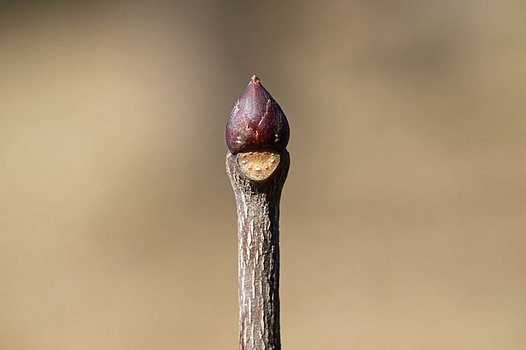 zaki-20140128-gonzui-fuyume.jpg