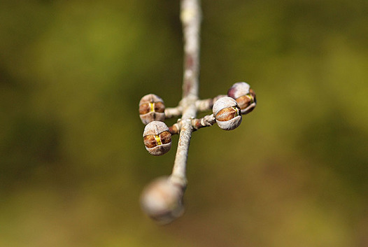 zaki-20140128-sanshyuyu-tsubomi.jpg