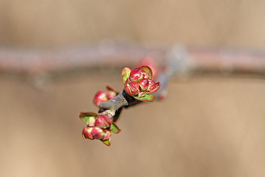 zaki-20140205-boke-tsubomi.jpg