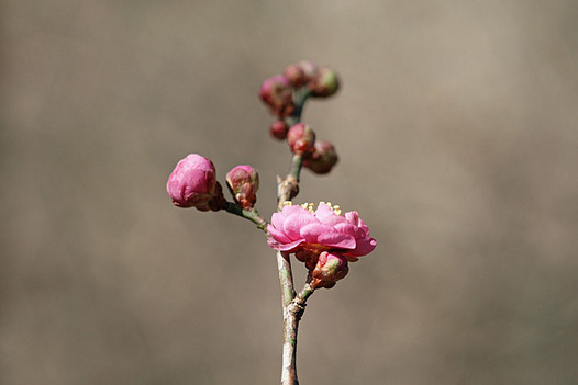 zaki-20140205-ume.jpg