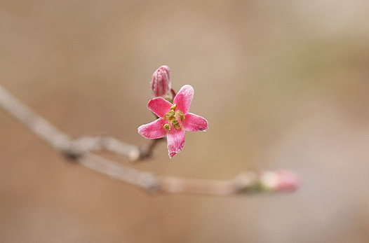 zaki-20140206-uguisukagura.jpg