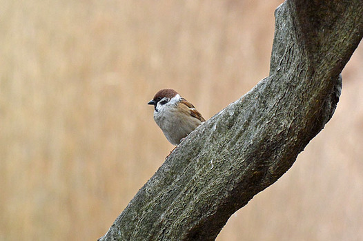 zaki-20140211-suzume.jpg