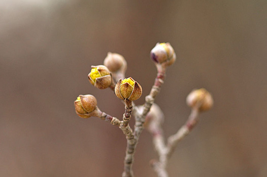 zaki-20140213-sanshyuyu-tsubomi.jpg