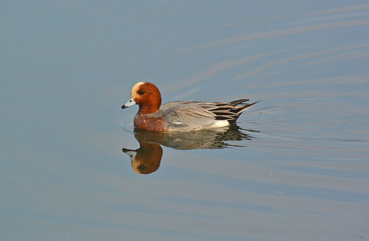 zaki-20140217-hidorigamo.jpg