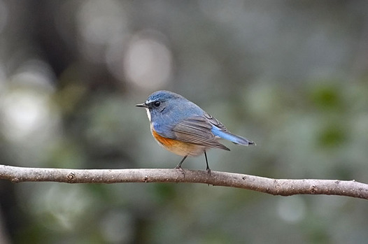 zaki-20140220-ruribitaki-osu.jpg