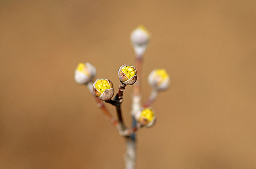 zaki-20140225-sanshyuyu-tsubomi.jpg