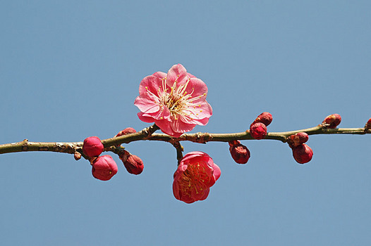 zaki-20140225-ume.jpg