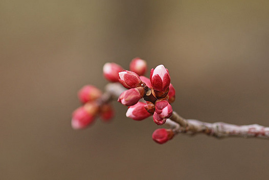 zaki-20140228-bungo-tsubomi.jpg