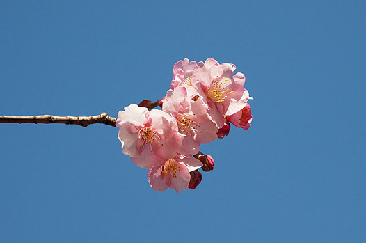 zaki-201403-kawazuzakura.jpg