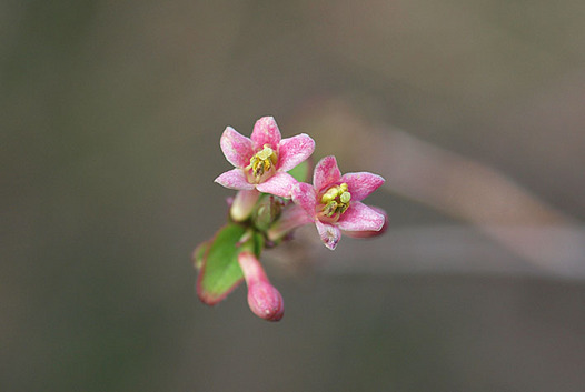 zaki-201403-uguisukagura.jpg