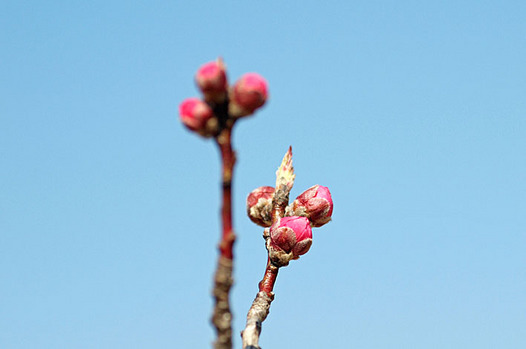 zaki-20140304-hanamomo-tsubomi.jpg