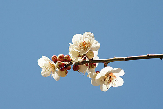 zaki-20140306-ume.jpg