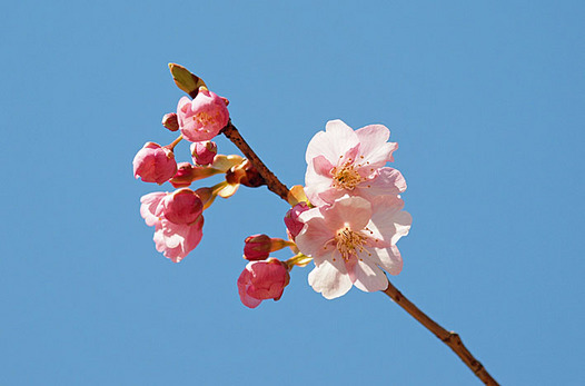 zaki-20140310-kawazuzakura.jpg