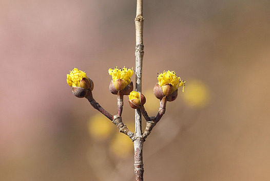 zaki-20140310-sanshyuyu.jpg