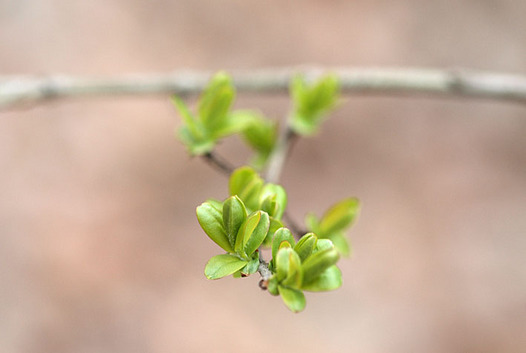zaki-20140314-ibota-mebuki.jpg