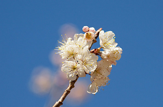 zaki-20140315-sakuranbo.jpg