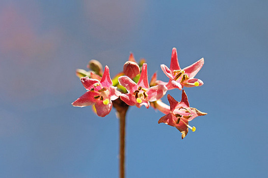 zaki-20140315-uguisukagura.jpg