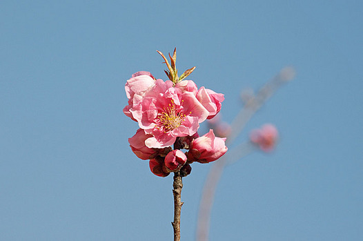 zaki-20140317-hanamomo.jpg