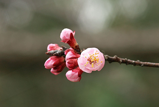 zaki-20140319-anzu.jpg