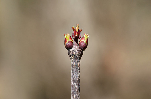 zaki-20140322-gonzui-mebuki.jpg