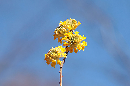 zaki-20140322-gonzui-mitsumata.jpg