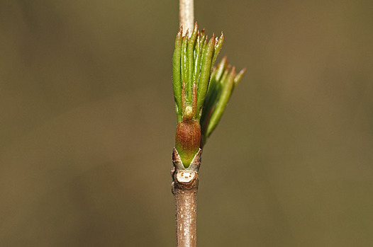 zaki-20140323-mitsubautsugi-mebuki.jpg