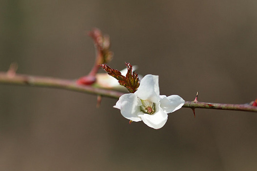 zaki-20140323-momijiichigo.jpg