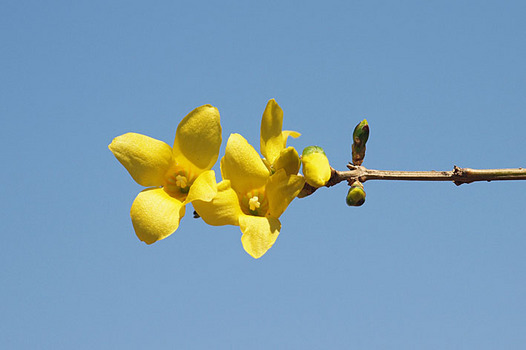 zaki-20140324-rengyo.jpg