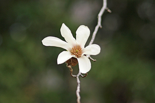 zaki-20140326-kobushi.jpg