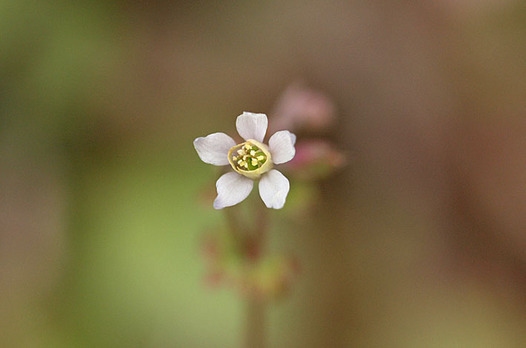 zaki-20140329-himeuzu.jpg