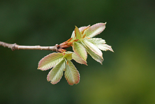 zaki-20140329-konara-mebuki.jpg