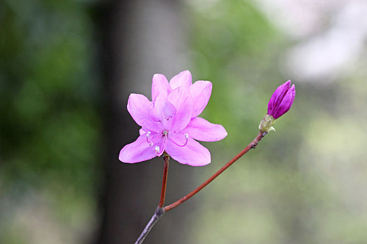 zaki-20140405-mitsubatsutsuji.jpg