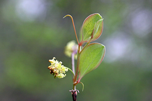 zaki-20140405-sarutoriibara.jpg