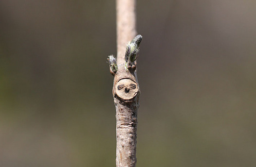 zaki-20140406-kuzu-mebuki.jpg