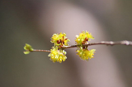 zaki-20140407-aburachan-mebana.jpg