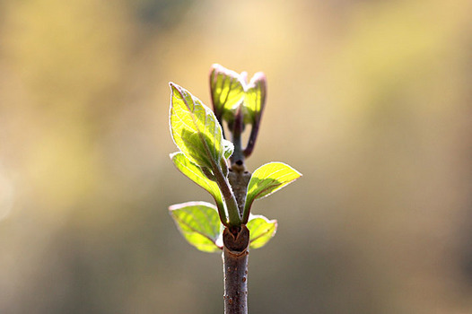 zaki-20140408-kusagi-mebuki.jpg