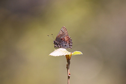 zaki-20140410-kotsubame.jpg