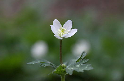 zaki-20140411-nirinso.jpg
