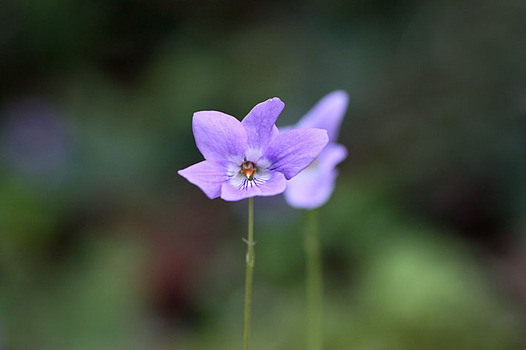 zaki-20140413-tachitsubosumire.jpg