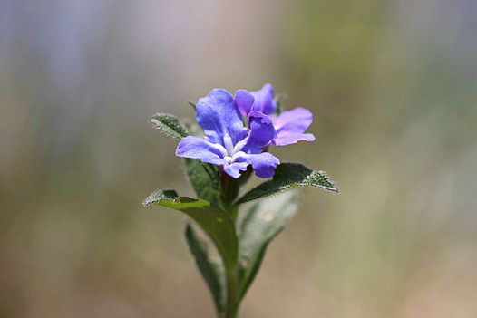 zaki-20140415-hotarukazura.jpg