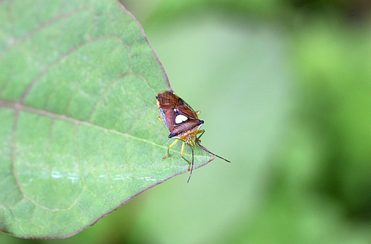 zaki-20140417-esakimonkitsunokamemushi.jpg