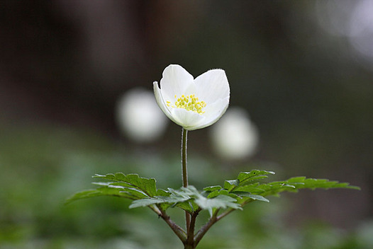 zaki-20140417-ichirinso.jpg