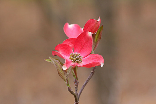zaki-20140420-hanamizuki.jpg